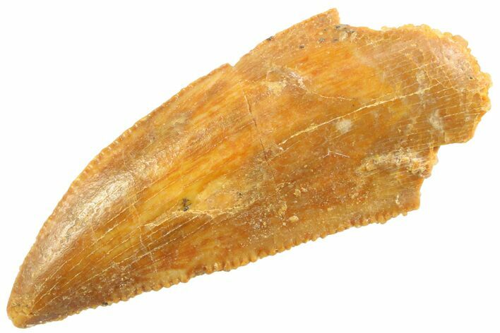 Serrated Raptor Tooth - Real Dinosaur Tooth #347060